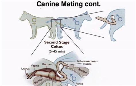 can a dog knot a human|Why Do Dogs Try To Mount Humans